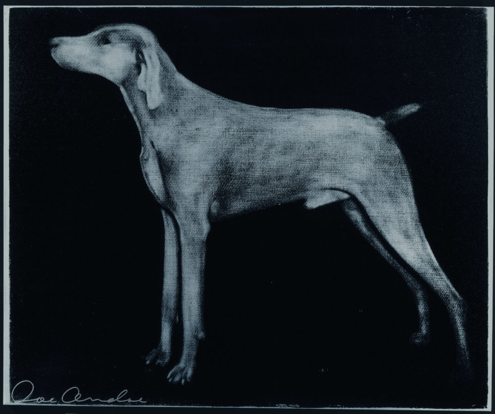 Weimaraner (Blue on Black)