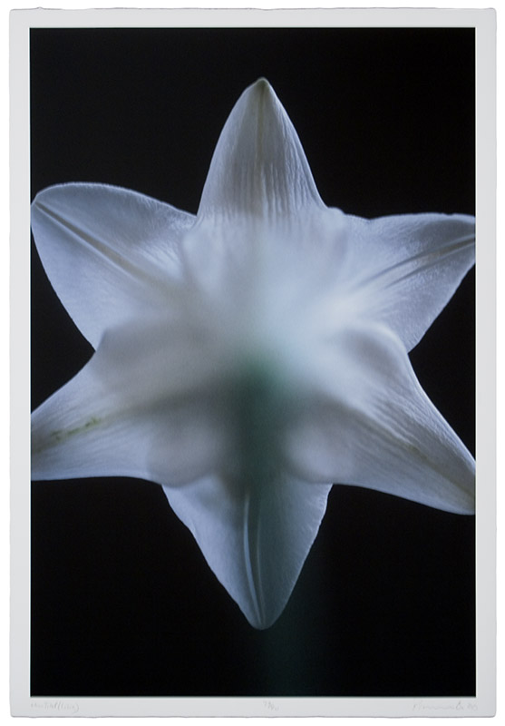 Untitled (Lily)