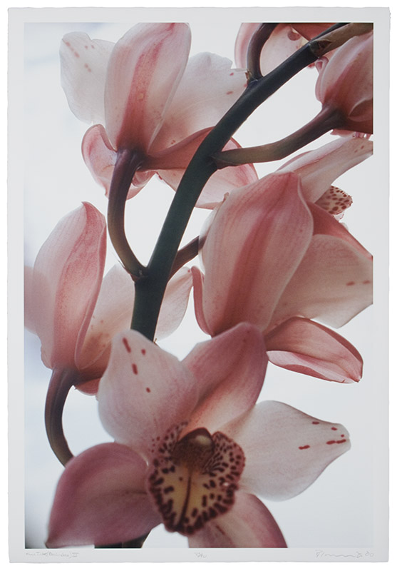 Untitled (Orchid) III