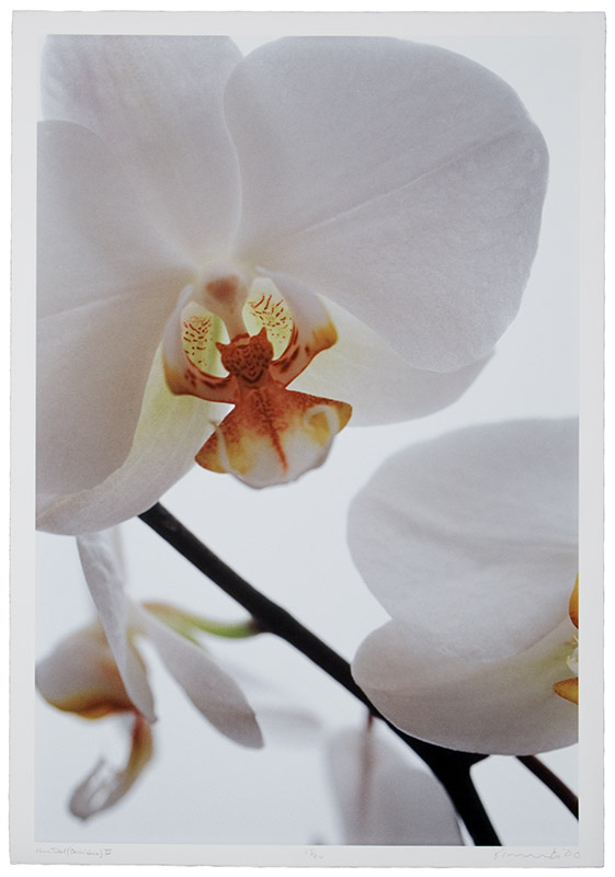 Untitled (Orchid) IV