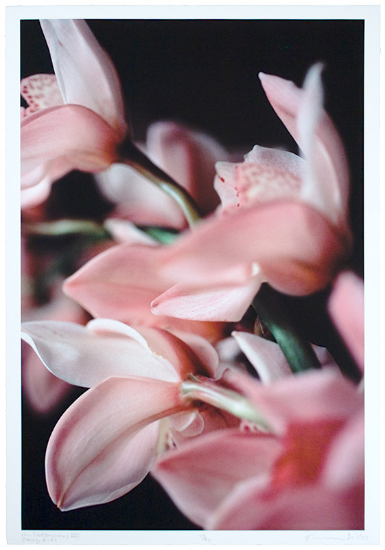 Untitled (Orchid) VII, Left