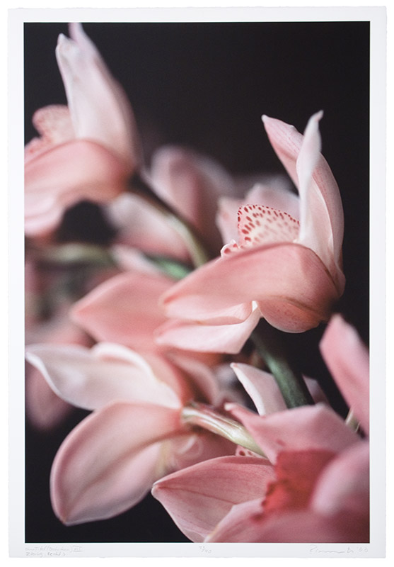 Untitled (Orchid) VII, Right