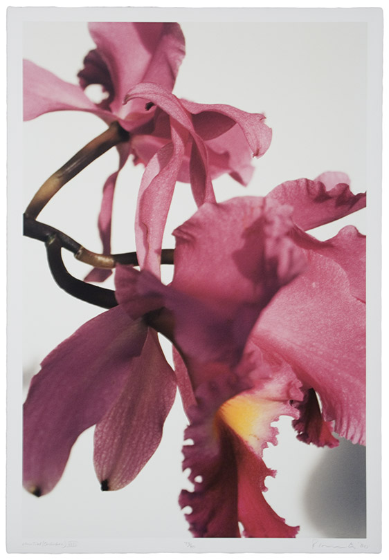 Untitled (Orchid) VIII