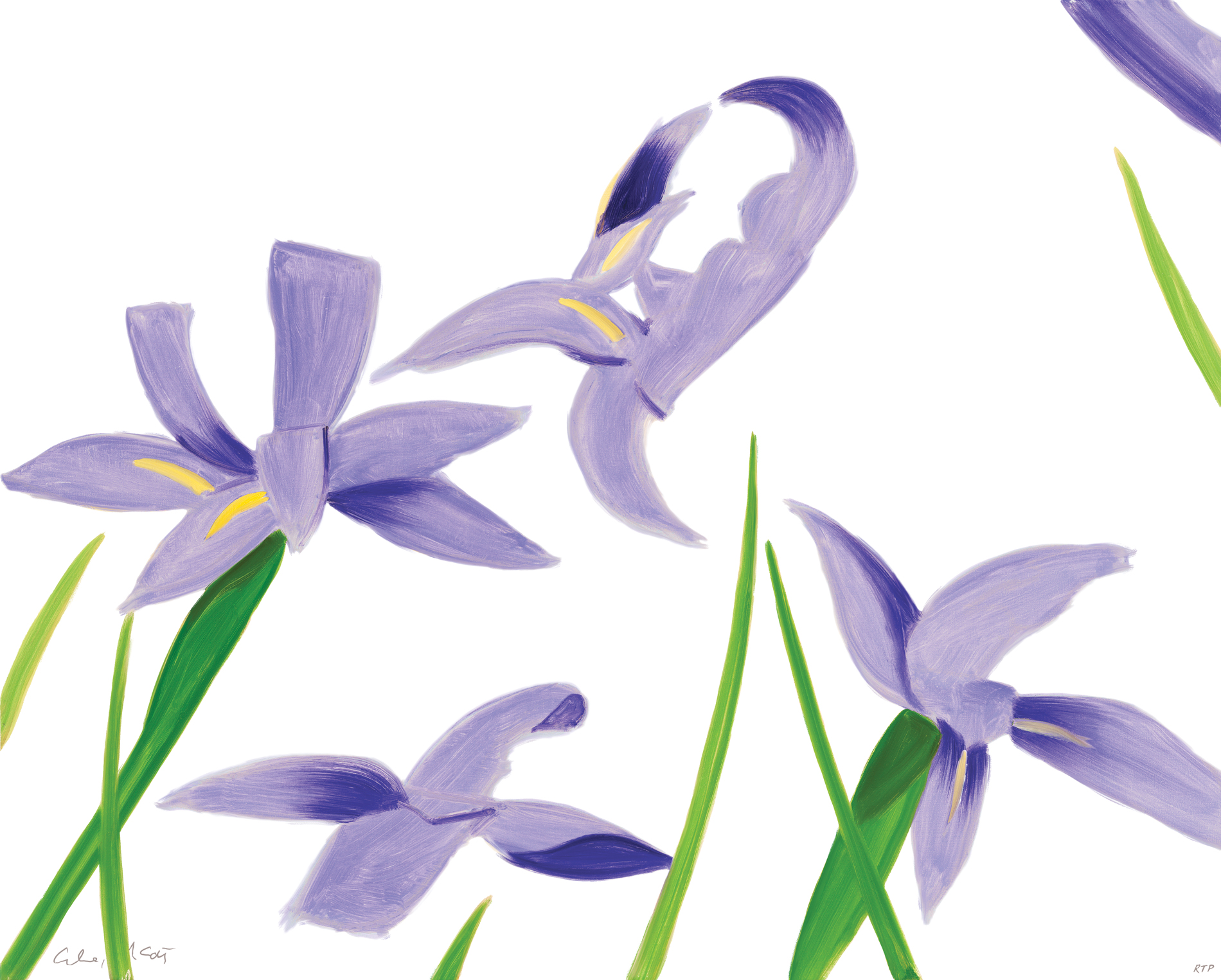 Purple Irises on White