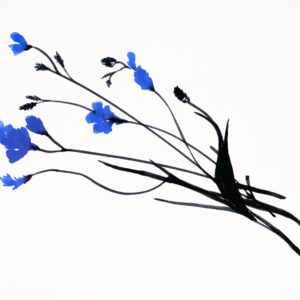 Sultan-Blue-Freesia-June-13-2024-DS_Signed