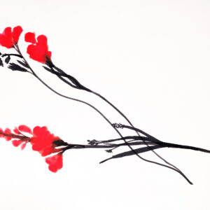 Sultan-Red-Freesia-June-13-2024
