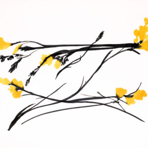 Sultan-Yellow-Freesia-June-13-2024