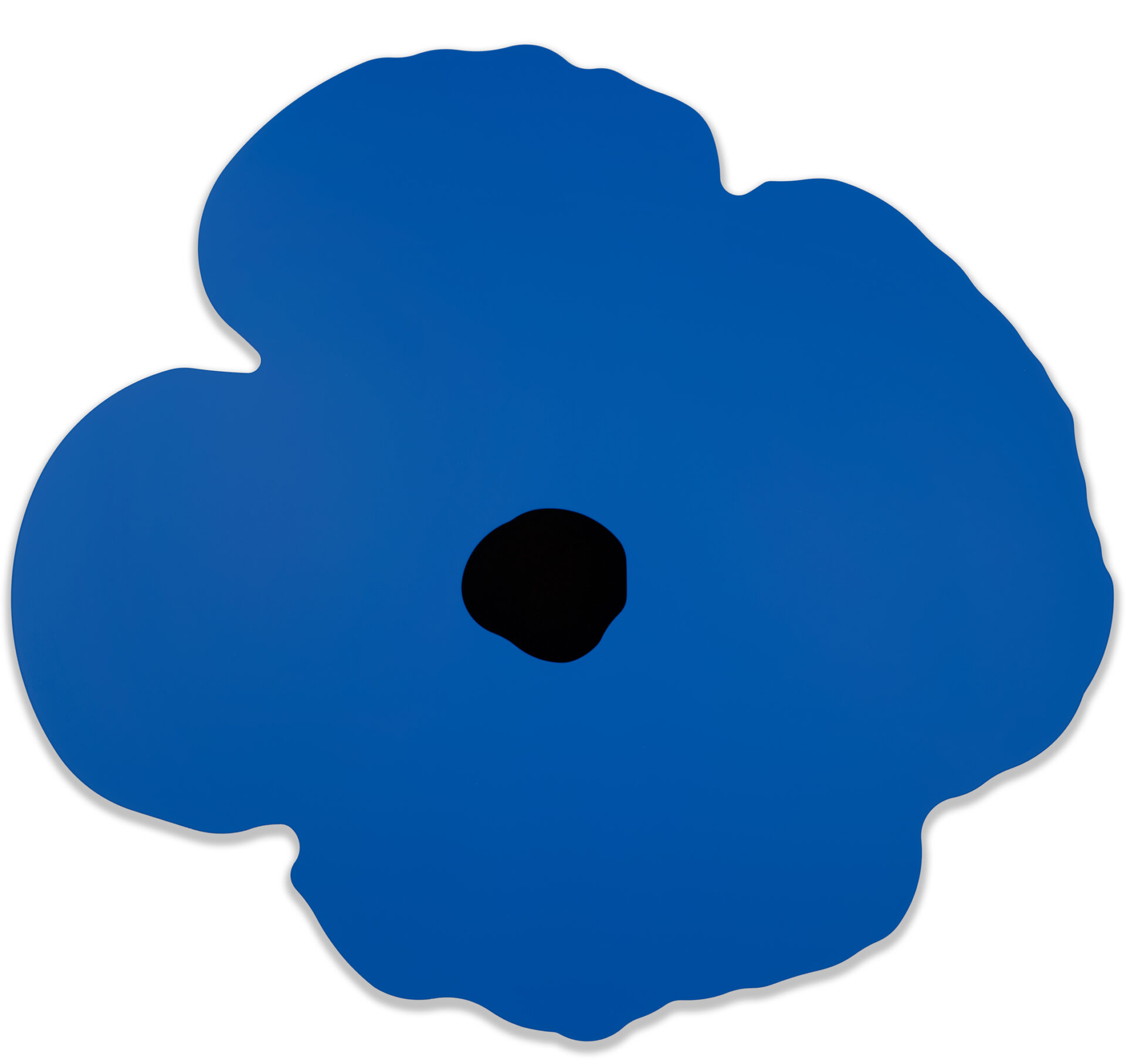 Blue Wall Poppy, Oct 15, 2024